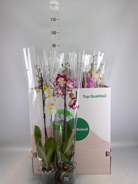 <h4>Phalaenopsis   ...mix</h4>