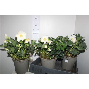 Hell Ni Happy Day 10 Bloemen+