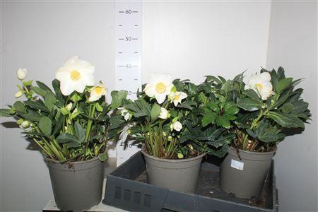 <h4>Hell Ni Happy Day 10 Bloemen+</h4>