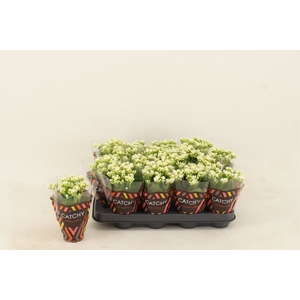 Kalanchoe blos. 'Calandiva Whites'