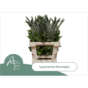 LYSIM MOONLIGHT
