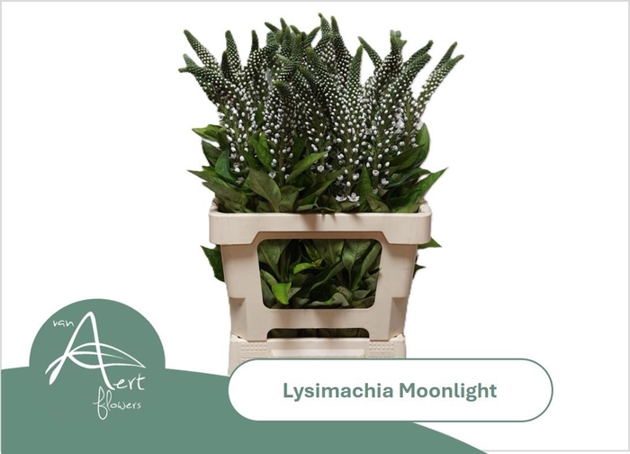 <h4>LYSIM MOONLIGHT</h4>