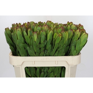 Leucadendron Goldstrike