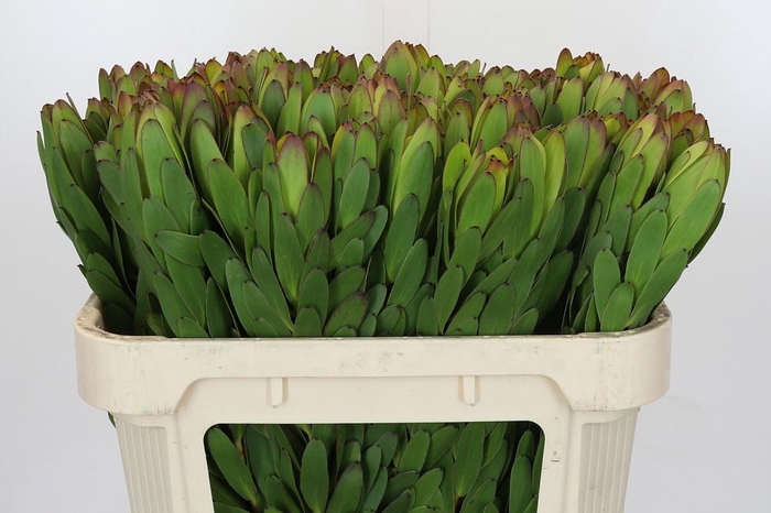 <h4>Leucadendron Goldstrike</h4>