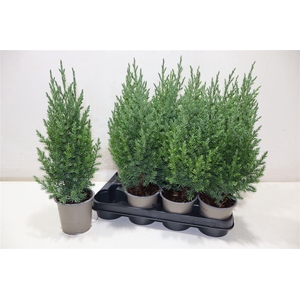 arr8 Juni Ch Stricta