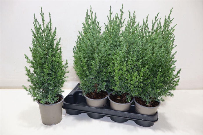 <h4>arr8 Juni Ch Stricta</h4>