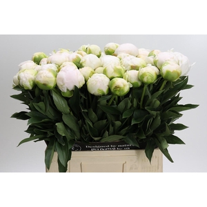 Paeonia Madame Claude Tain