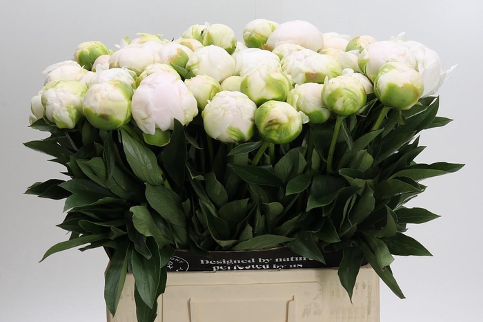 Paeonia Madame Claude Tain