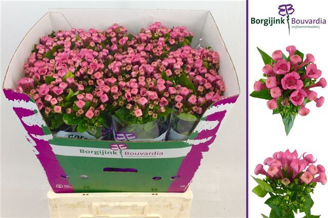 BOU EN MAJ HOT PINK