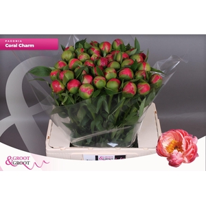 Paeonia Coral Charm | XXL