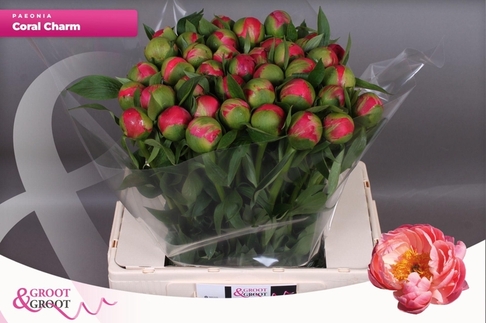 <h4>Paeonia Coral Charm | XXL</h4>