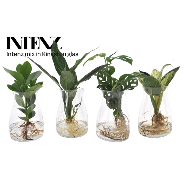 <h4>Intenz mix in Kingston glas - levertijd: 24 uur</h4>