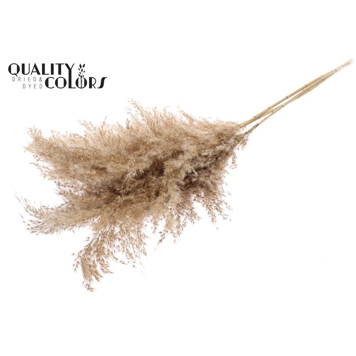 <h4>Pampas Grass 100cm 5st/bunch Natural</h4>