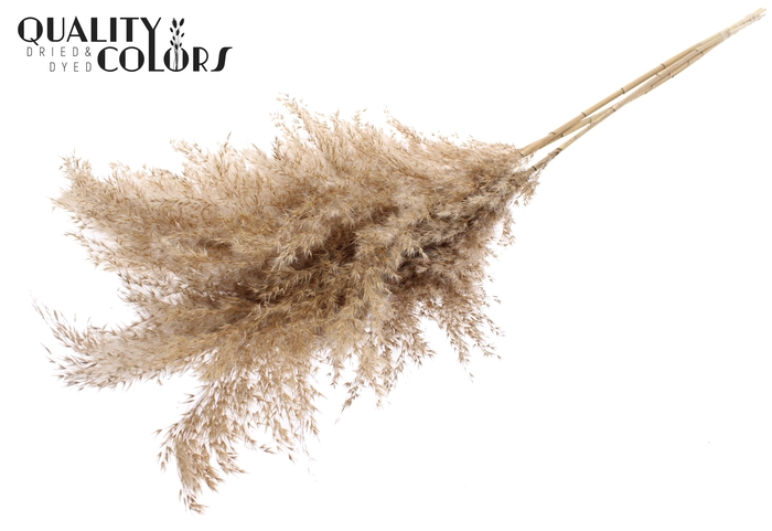 Pampas Grass 100cm 5st/bunch Natural