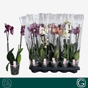 PHAL GEM 4 KL