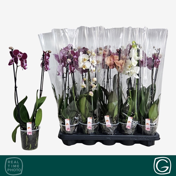 <h4>PHAL GEM 4 KL</h4>