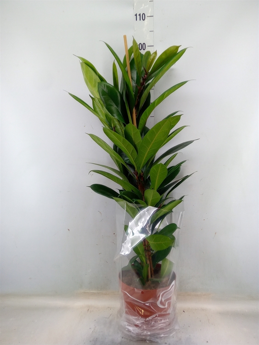 <h4>Ficus cyathistipula</h4>