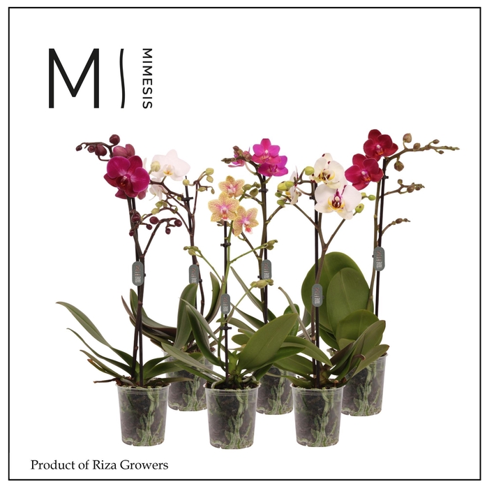 <h4>Phalaenopsis Multi Mix 1 spike - 9cm | Mimesis</h4>