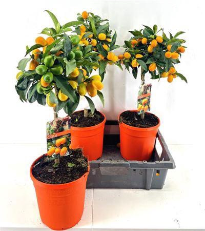 <h4>Citr Margarita 20 Fruits</h4>