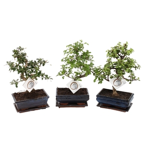 Bonsai Mixed in ø20cm Ceramic S-Shape with Saucer