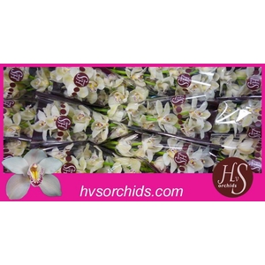 CYMB T CASCADE 50 CM