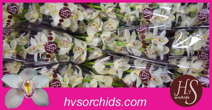 <h4>CYMB T CASCADE 50 CM</h4>