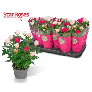 RO CHAMPAGNE STAR
