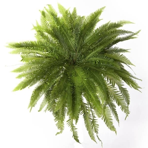UMBRELLA FERN