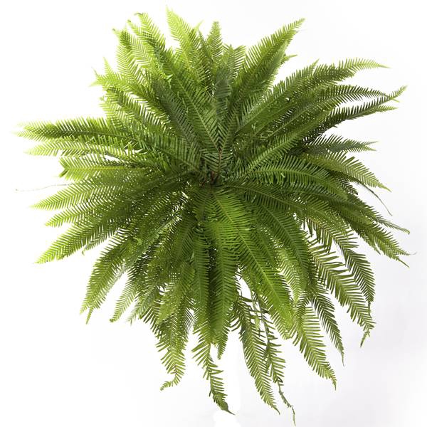 UMBRELLA FERN
