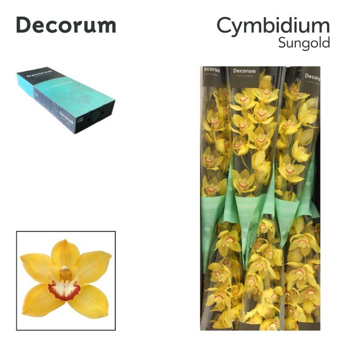 <h4>Cymbidium Sun Gold</h4>