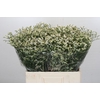 Limonium China White