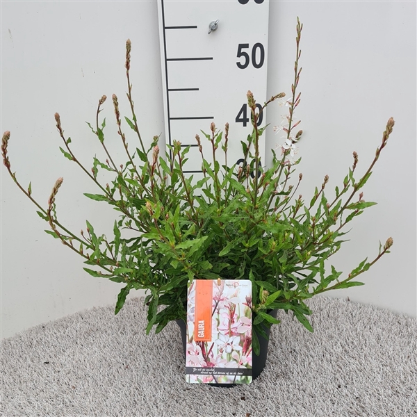 Gaura Graceful White P19