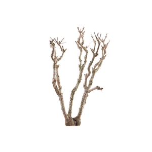 Syringa Branch Super Guerrero