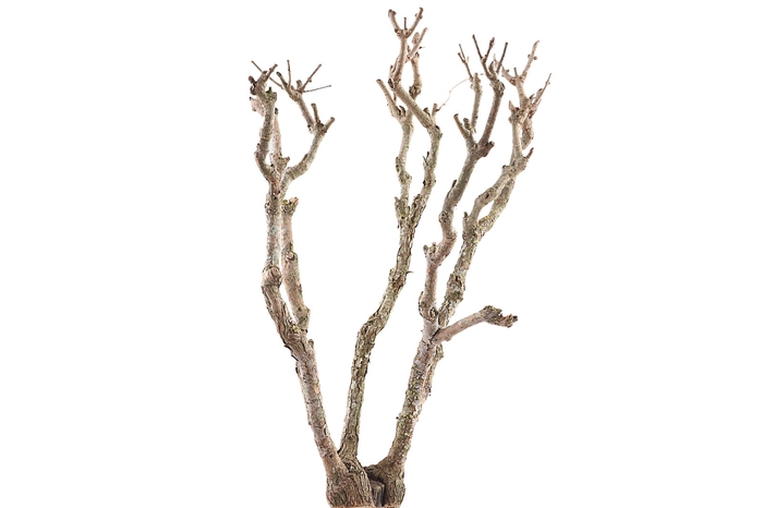 <h4>Syringa Branch Super Guerrero</h4>