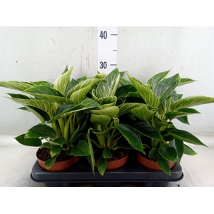 Philodendron   ...