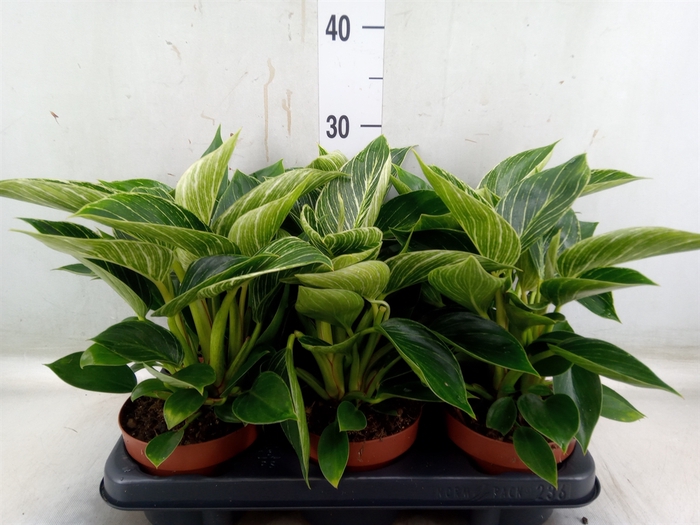 <h4>Philodendron   ...</h4>