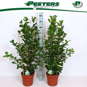 Ficus micr. Moclame