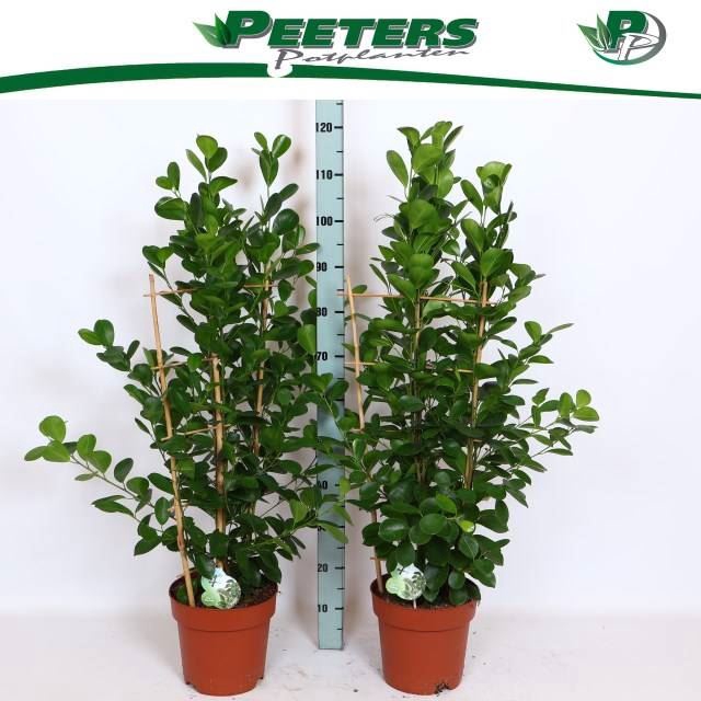 <h4>Ficus micr. Moclame</h4>