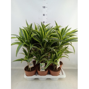 Dracaena fr de 'LemonLime'