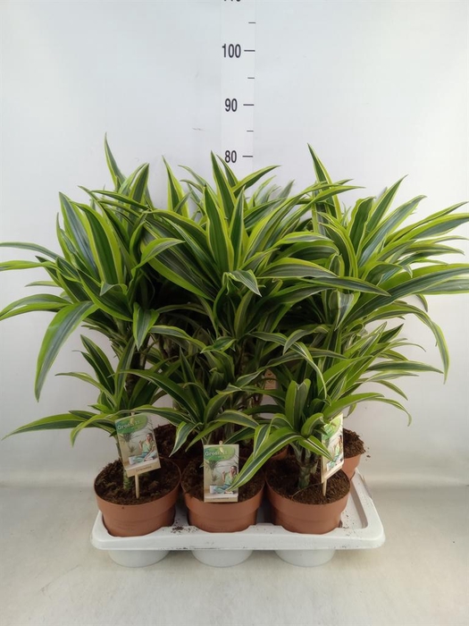<h4>Dracaena fr de 'LemonLime'</h4>