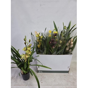 Cymbidium Gemengd 1 Tak