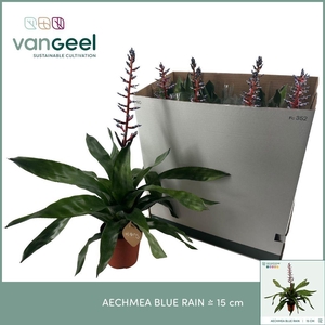 AECH BLUE RAIN