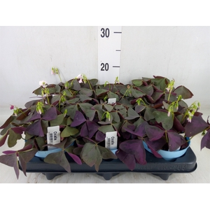 Oxalis trian.