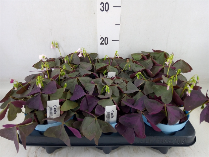 <h4>Oxalis trian.</h4>