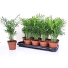 Chamaed Elegans