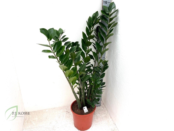 <h4>ZAMIO ZAMIIFOLIA</h4>