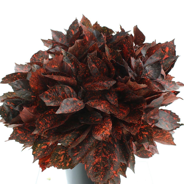 <h4>Aucuba Japonica Rossa</h4>