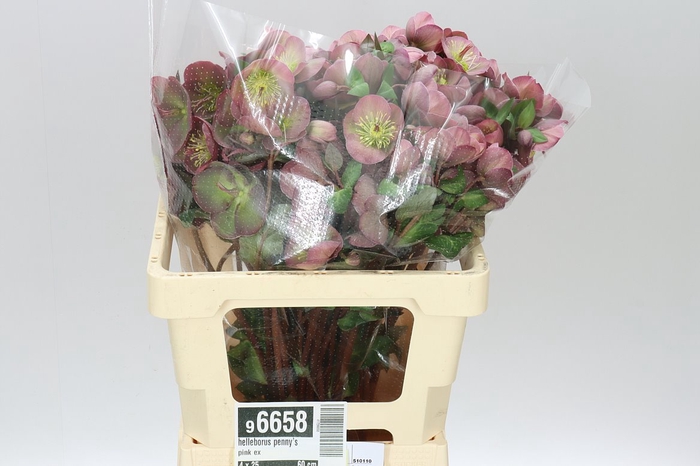 <h4>Helleborus Penny's Pink Ex</h4>