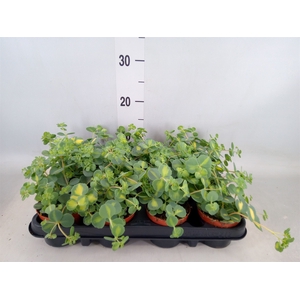 Sedum sieboldii 'Mediovariegatum'