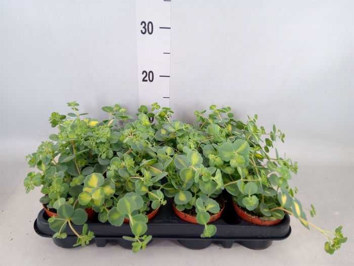 <h4>Sedum sieboldii 'Mediovariegatum'</h4>